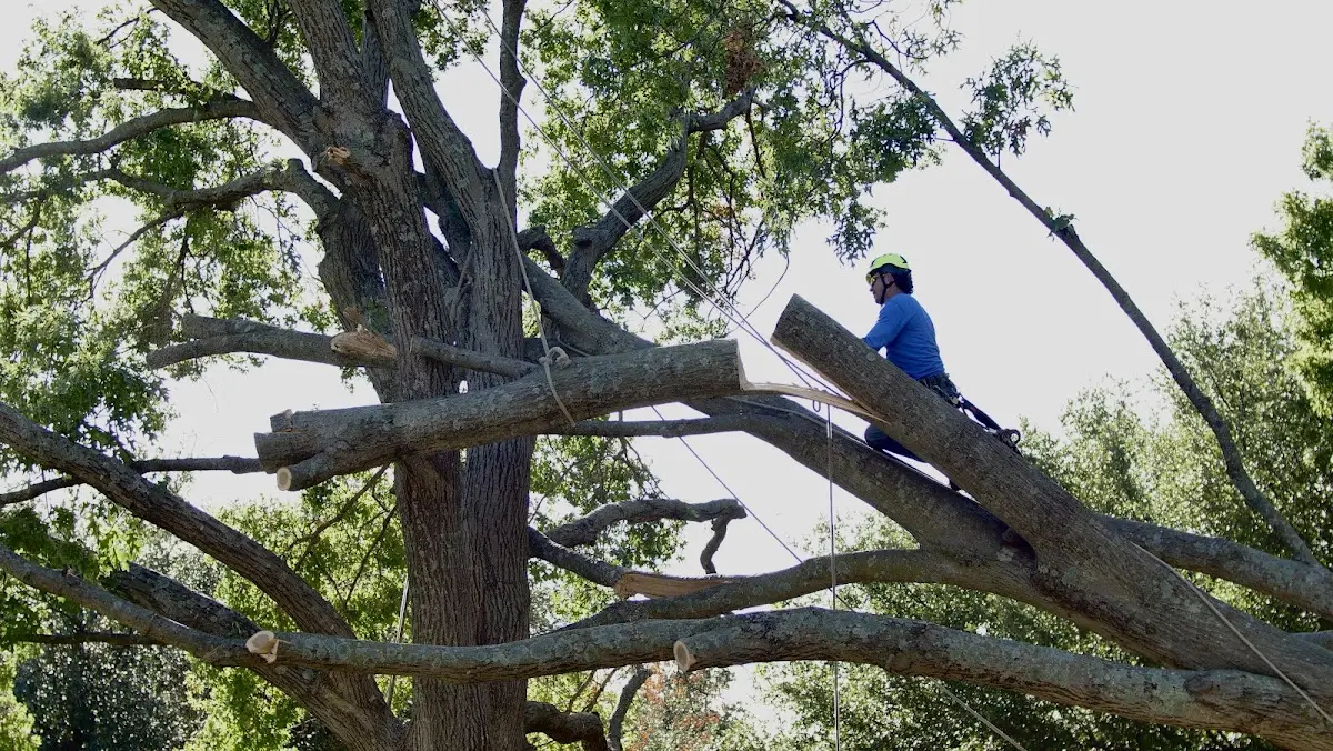 Professional Hazardous Tree Removal performed by certified arborists in Morland