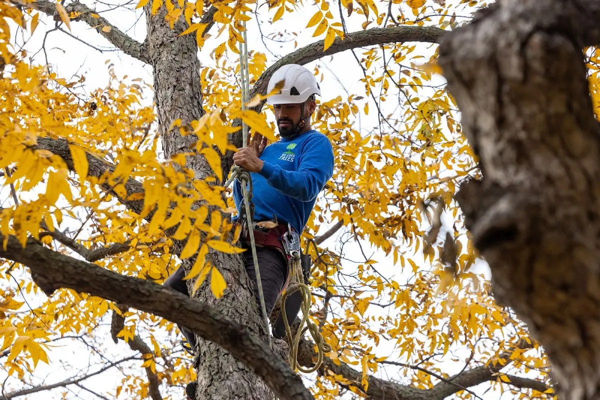 Skilled Tree Pruning crew working in Morland