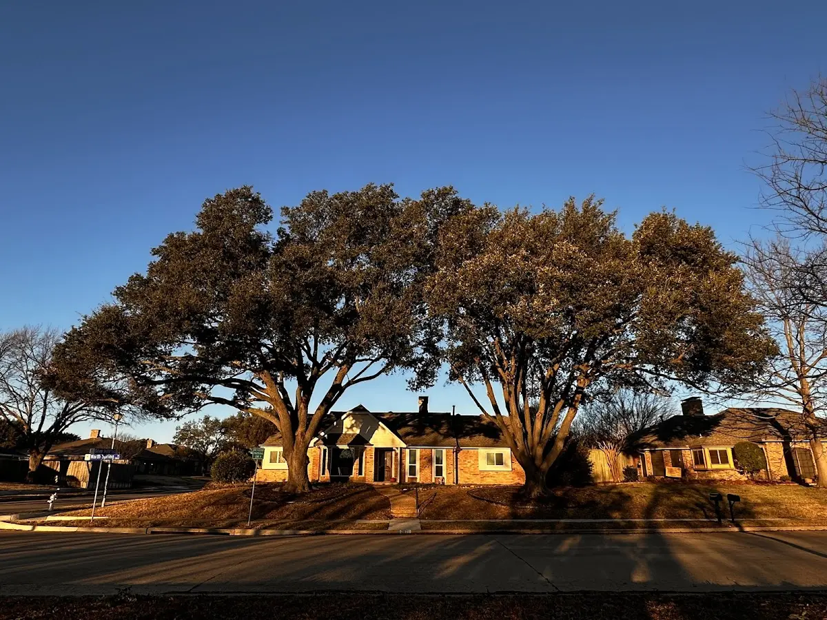 Established residential canopy tree shading a home in Morland