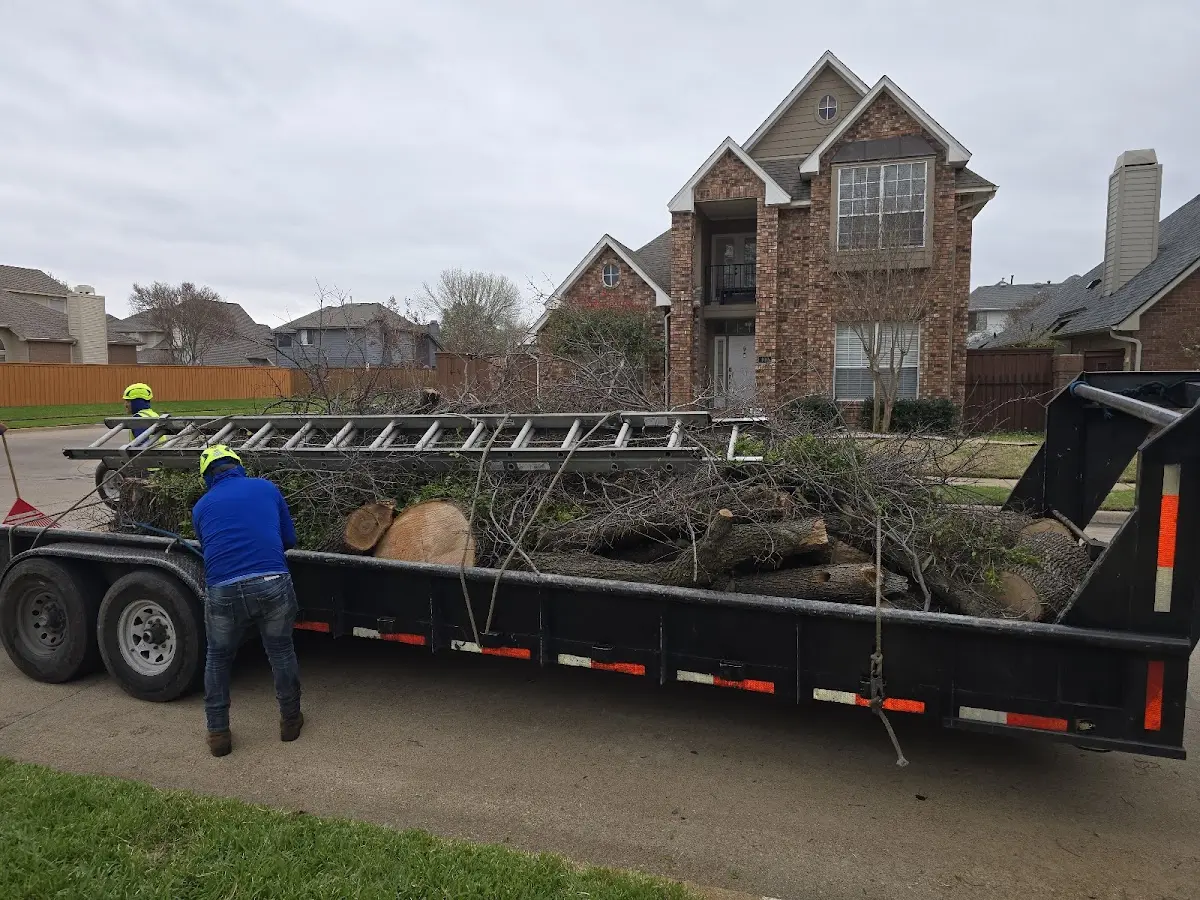 Expert Tree Removal with proper safety equipment in Morland